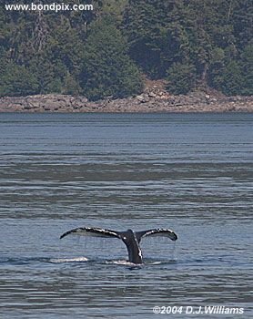 Humpback whale