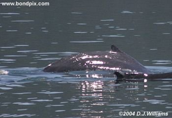 Humpback whale