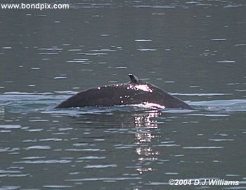 Humpback whale