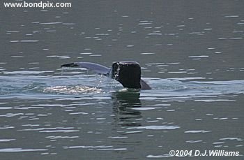 Humpback whale