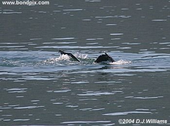 Humpback whale