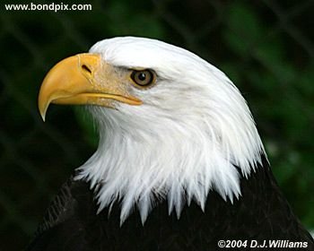 Bald Eagle