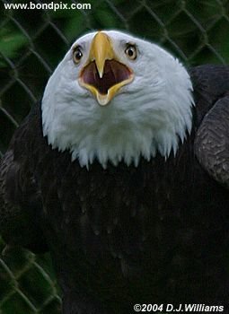 Bald Eagle