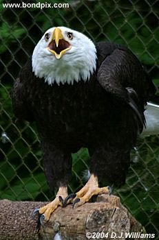 Bald Eagle