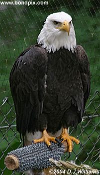 Bald Eagle