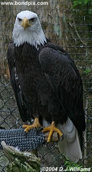 Bald Eagle