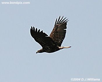 Bald Eagle