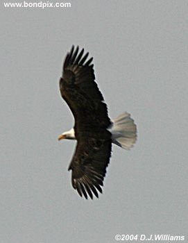 Bald Eagle