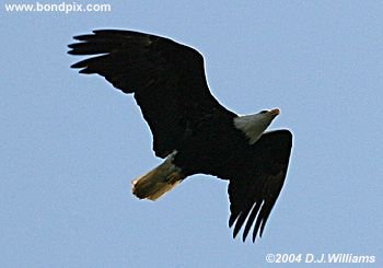 Bald Eagle