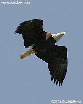 Bald Eagle