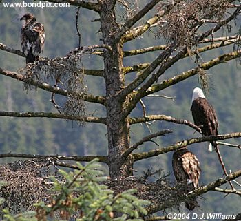 Bald Eagle