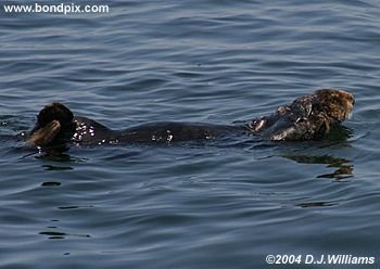 Sea Otter