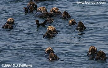 Sea Otter