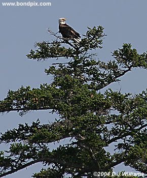 Bald Eagle