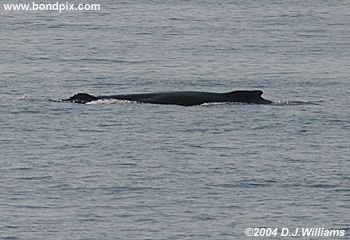 Humpback Whale