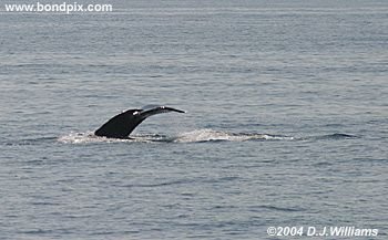 Humpback Whale