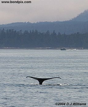 Humpback Whale