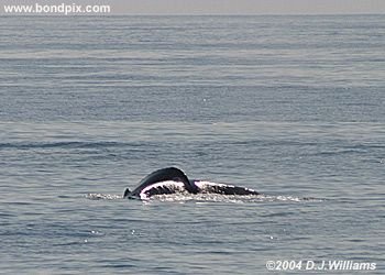 Humpback Whale