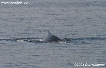 Humpback Whale