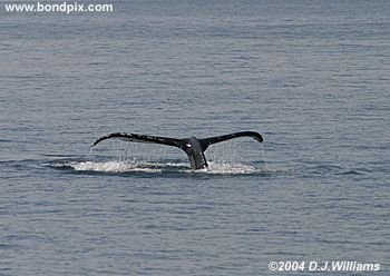 Humpback Whale