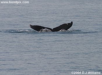 Humpback Whale