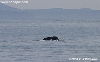 Humpback Whale