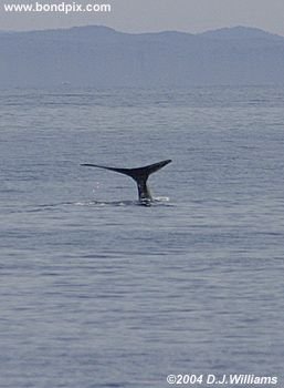 Humpback Whale