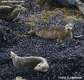 Seals