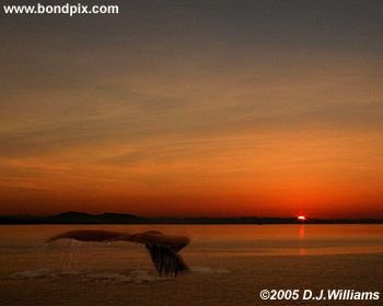 Humpback Whales at sunset