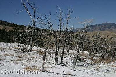 Yellowstone Park