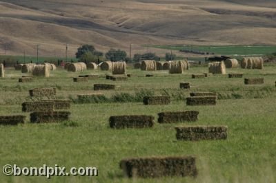 Haystacks in a field in Montana - Round and square bales of hay