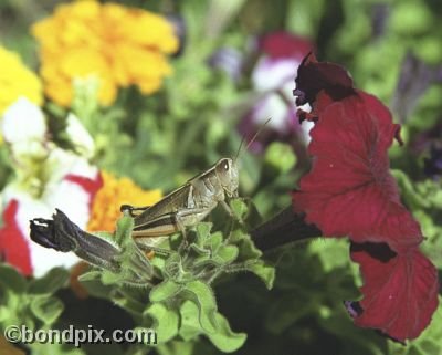 A grasshopper on a flower in a Deer Lodge garden in Montana