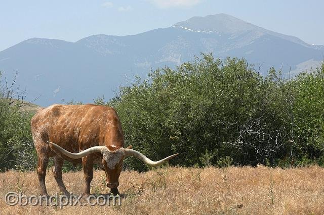 0805.jpg - Longhorn cattle with Mount Powell in the background