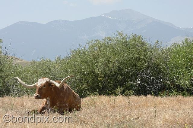 0807.jpg - Longhorn cattle with Mount Powell in the background