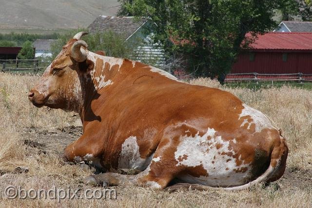 0811.jpg - Longhorn cattle