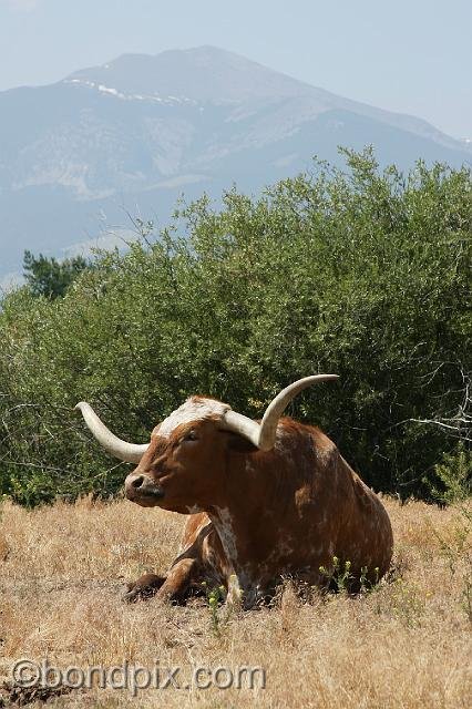 0818.jpg - Longhorn cattle with Mount Powell in the background