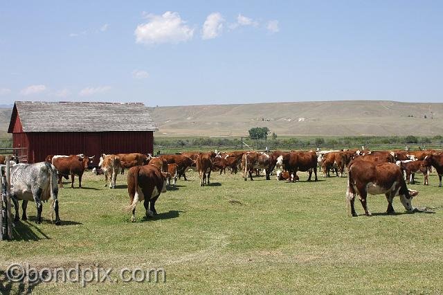 0831.jpg - Cattle