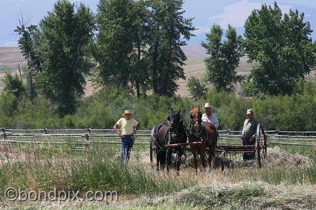 0840.jpg - Horse haying