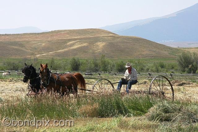 0842.jpg - Haying the old fashioned way, with horse drawn equipment