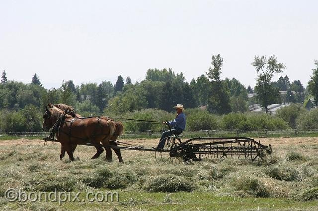 0850.jpg - Horse drawn haying in Montana