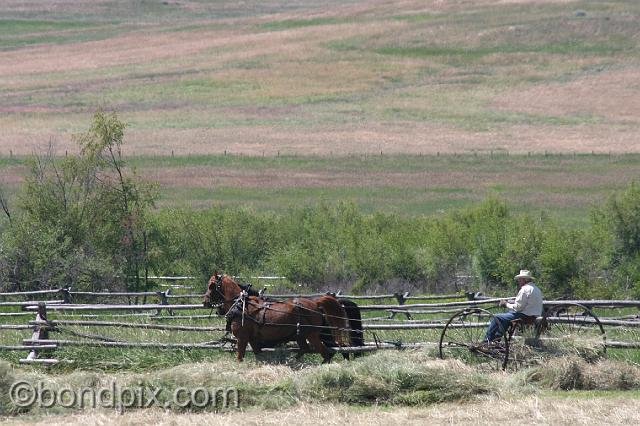 0852.jpg - Horse drawn haying in Montana