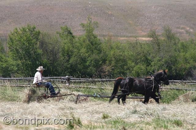 0855.jpg - Haying the old Montana way