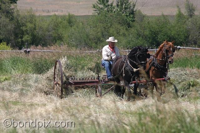 0857.jpg - Using horse drawn haying equipment in Montana