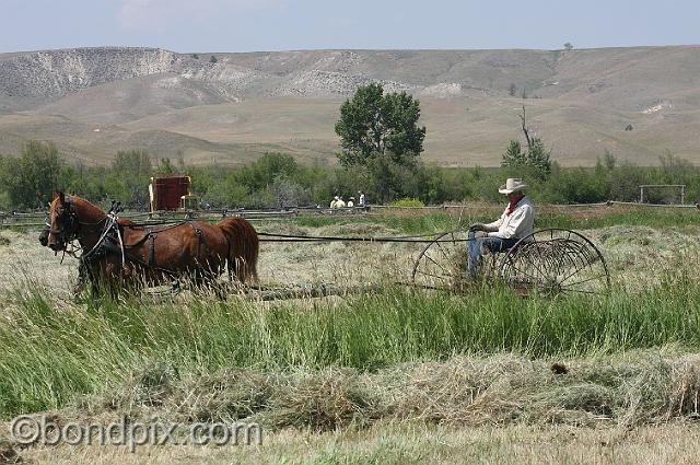 0859.jpg - Horse drawn hay racking