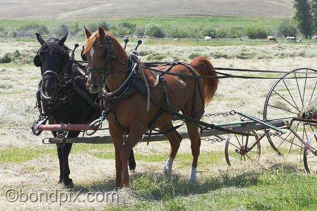 0862.jpg - Horse drawn haying in Montana