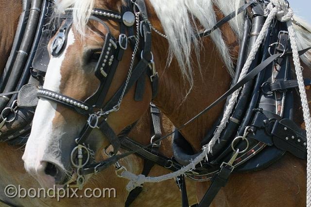 0864.jpg - Horses, bits and bridle