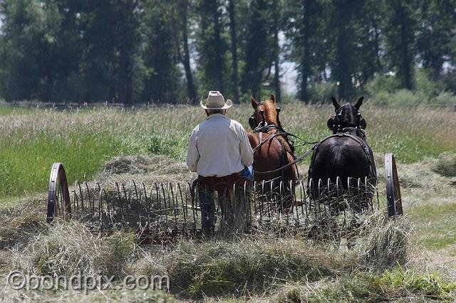 0865.jpg - Haying the old fashioned way in Montana