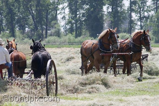 0866.jpg - Two teams haying in Montana