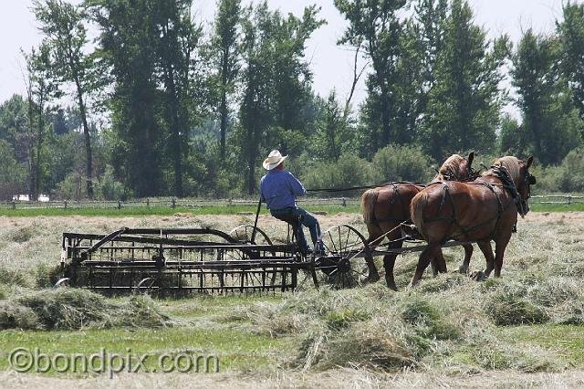 0868.jpg - Horse drawn haying in Montana