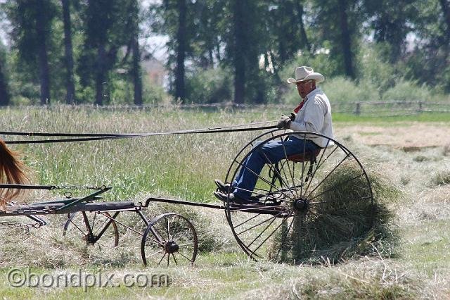 0869.jpg - Horse drawn haying in Montana